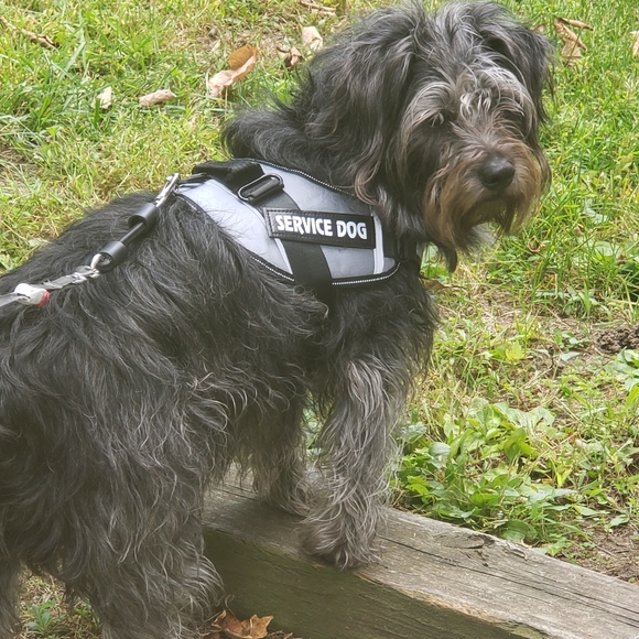 Ollie - Picture 3 of 4